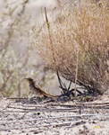 Hermit Thrush